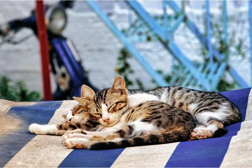 Complete Guide to Keeping Your Indoor Cat Healthy